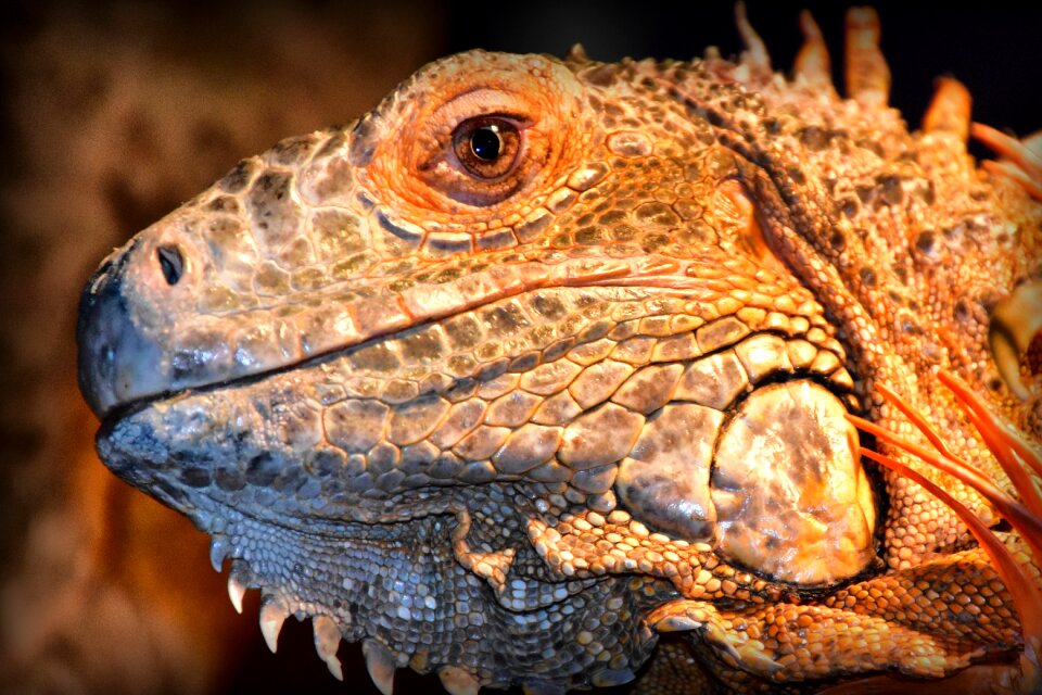 Colors iguana colorful