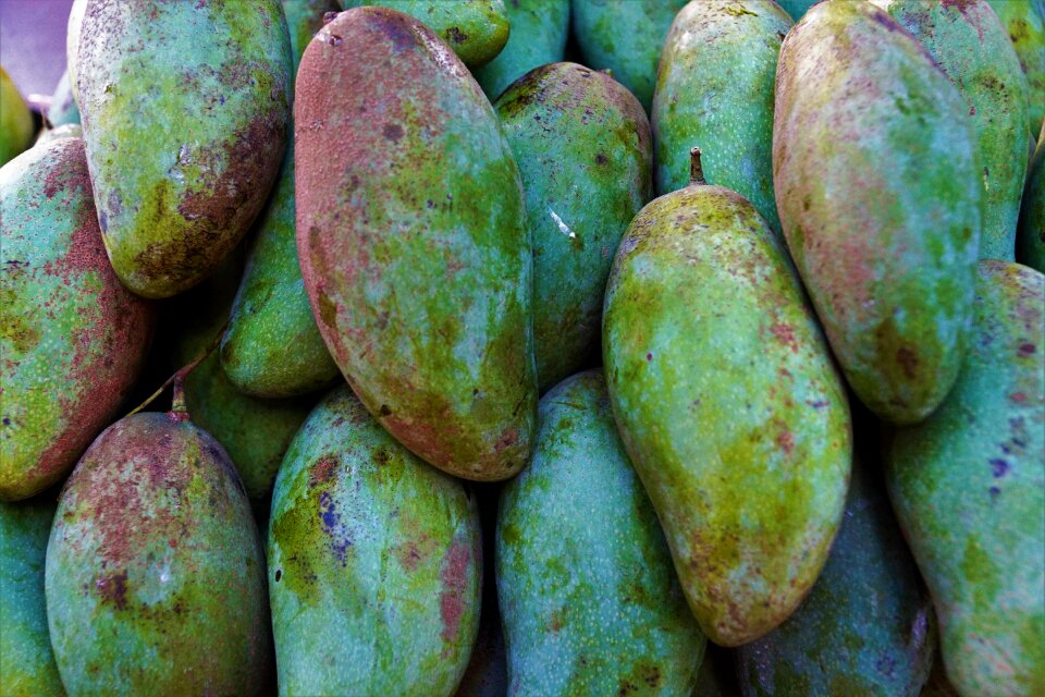 Tropical color plant