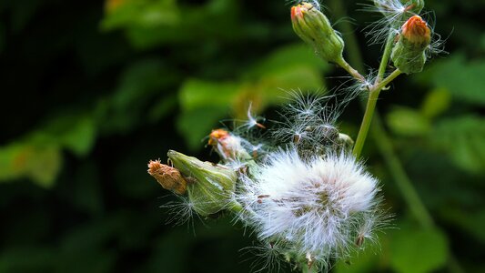 Bloom white green nature