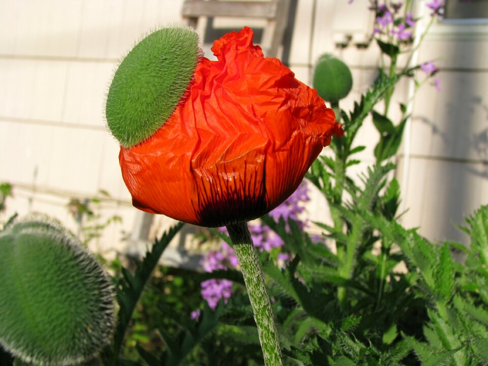 Nature red garden