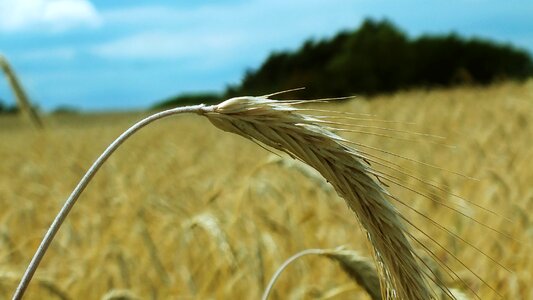 Cereals wheat field grain