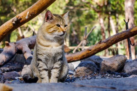 Mammals outdoors wild