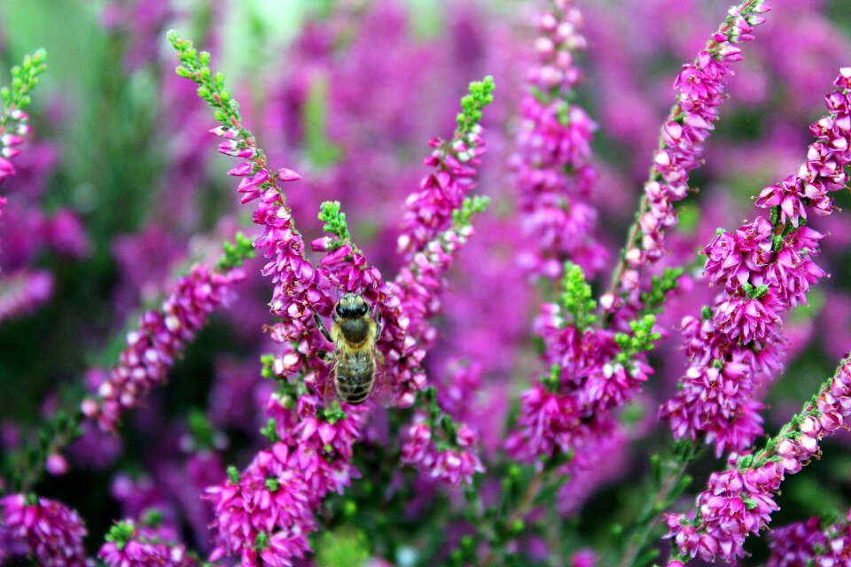 Violet flowering flowers photo