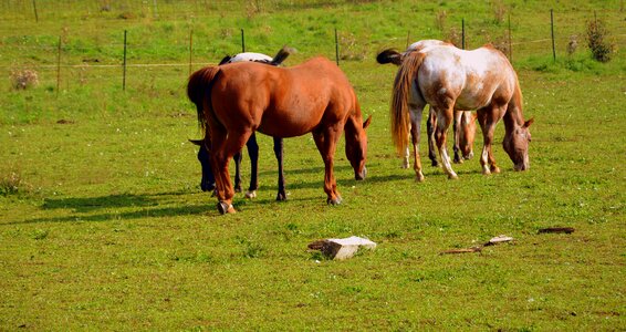 Mountain horse animals