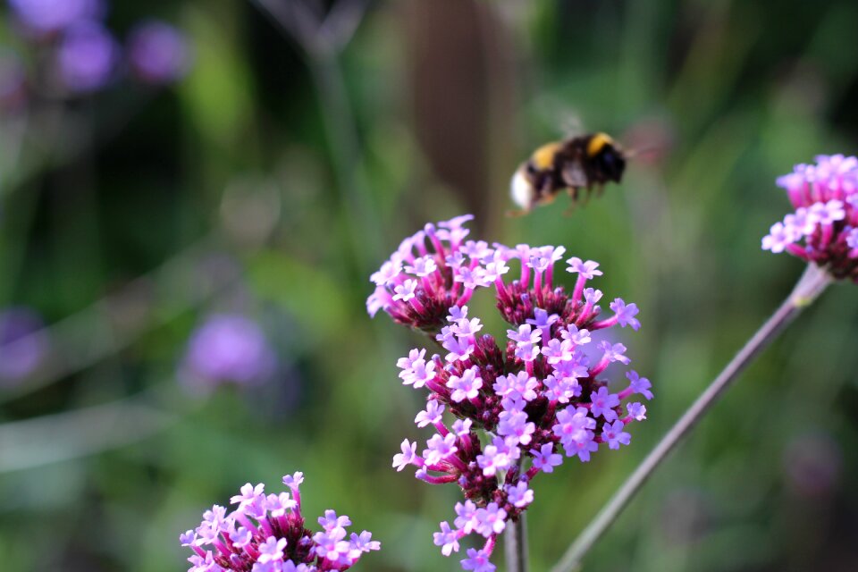 Insect nature honey