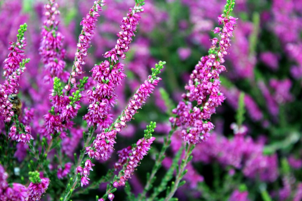 Violet flower violet flowers