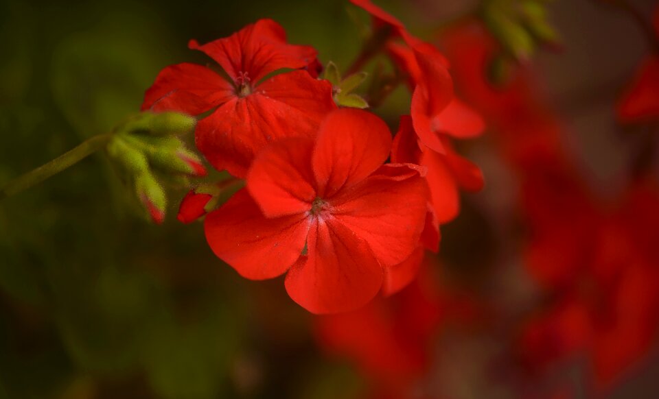 Passion close up macro
