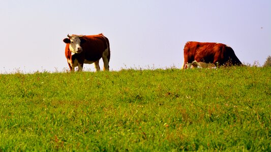 Mountain animals nature