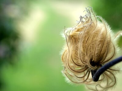 Seed flower nature