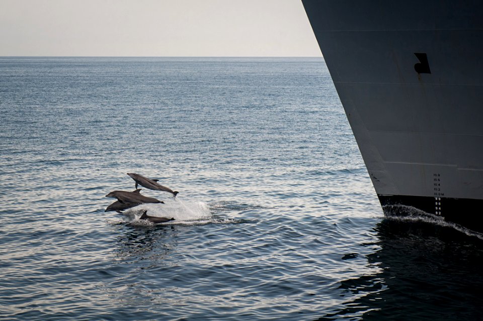Dolphins swim with USNS Alan Shepard. (8589336921)