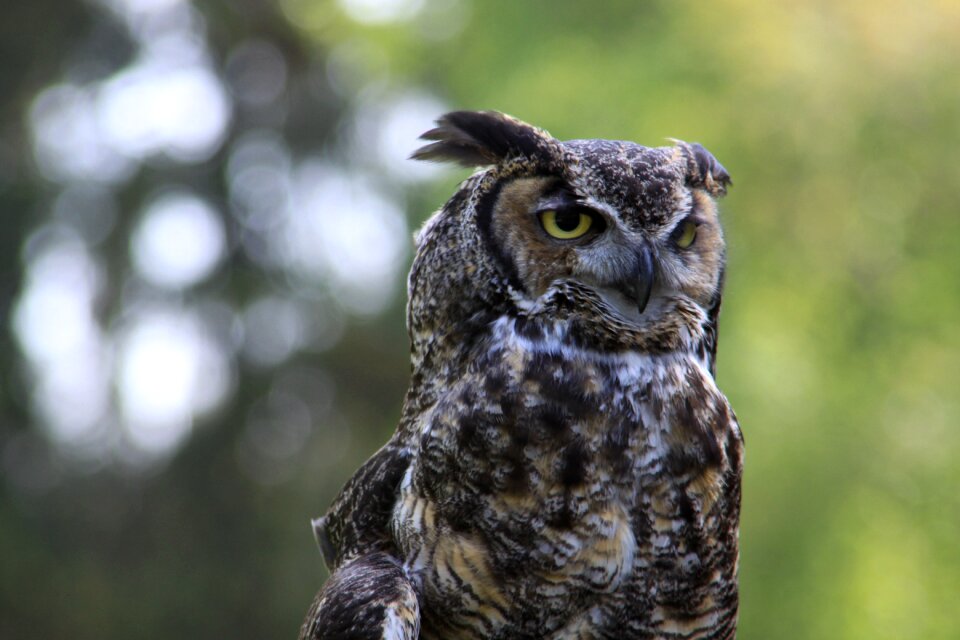 Owl close-up washington state