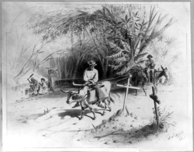 Dominican Republic, 1871)- Method of equestrian travel on cattle and mules, and mode of washing LCCN2003655464 photo