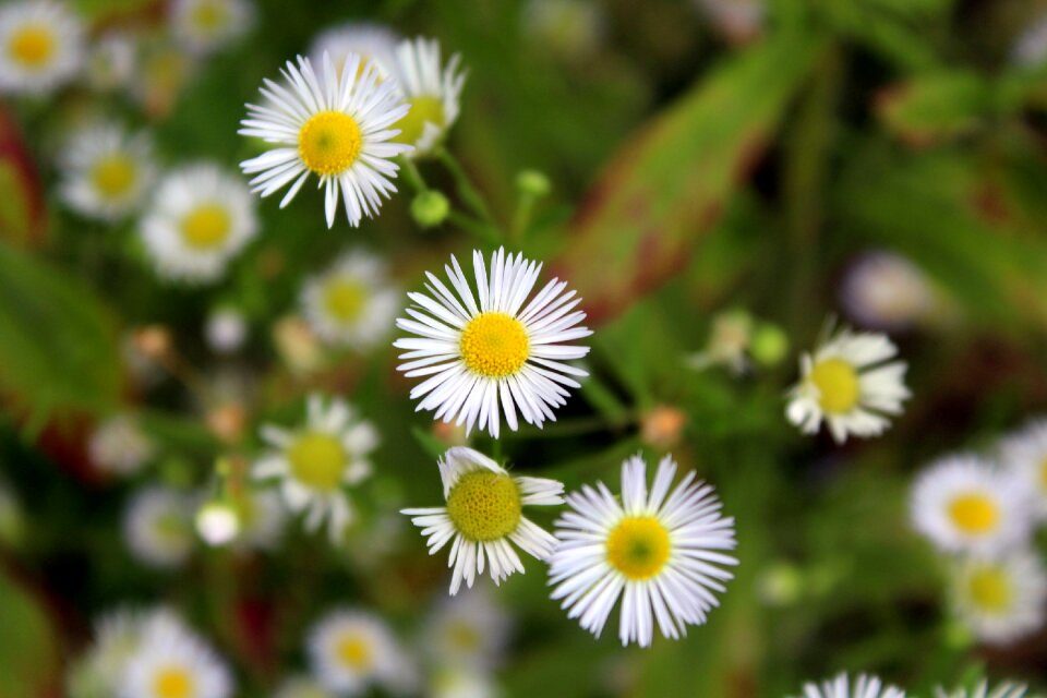 Beauty flowering the delicacy