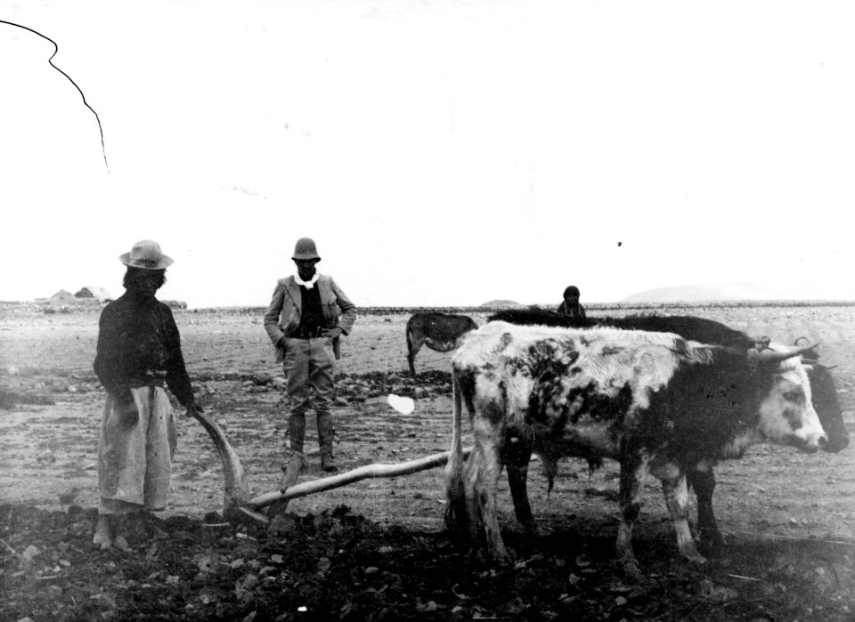 Don Guidor Ayala betraktar plöjande Aymara-indian. Peruanska högslätten - SMVK - 002320