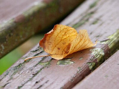 Leaves autumn nature photo