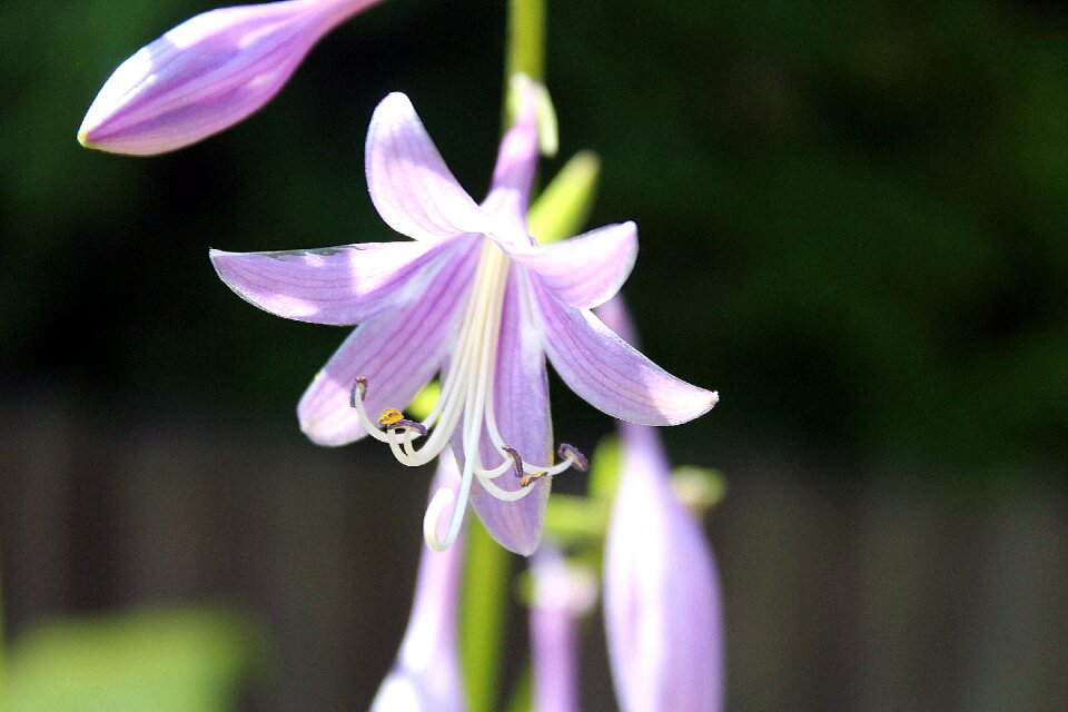 Tinker bell colorful flowers plant