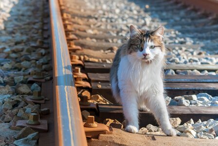 The rail steel track