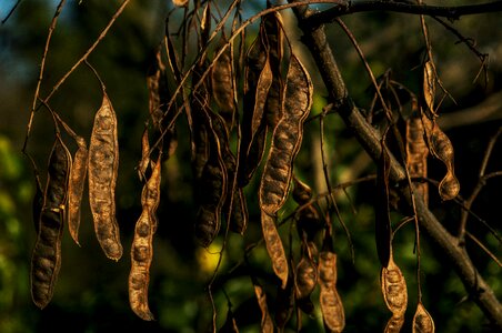 Nature plants seeds