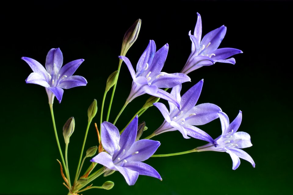 Beautiful petal closeup