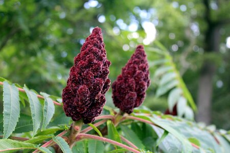 Inflorescence sumac octowiec sprig
