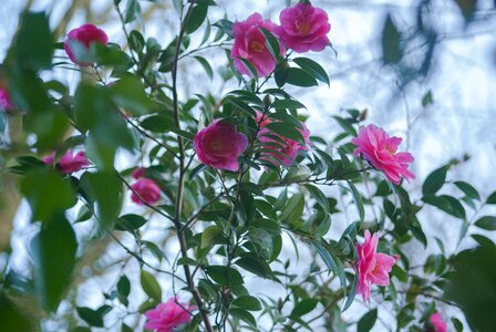 Garden leaf hollyhock photo