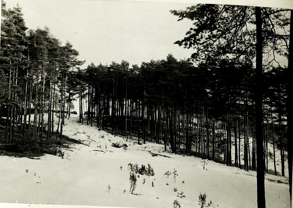 Deutsche Unterstände im Wald bei Bytom. (BildID 15592077)