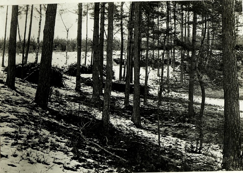 Deutsche Unterstände im Wald bei Bytom. (BildID 15592063)