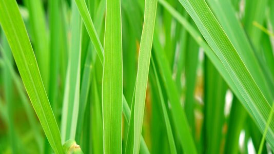 Green plant background images