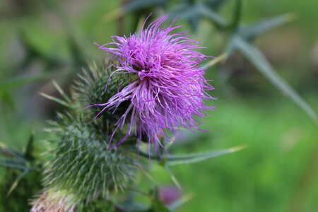 Weed meadow flora