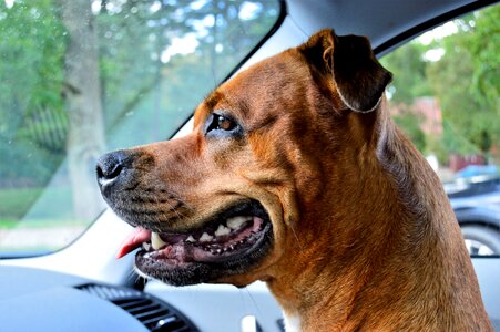 Mixed race mix american staffordshire