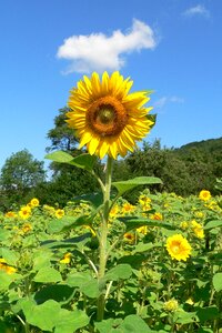 Plant bright rural