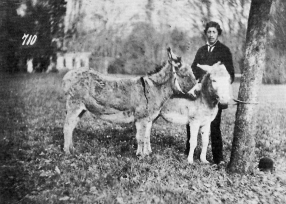 Deutscher Photograph um 1870 - Szene aus einem Münchener Tiergarten (2) (Zeno Fotografie)