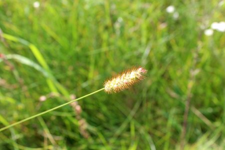 Summer green blade of grass photo