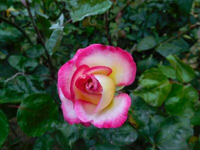 Rose plant flora photo