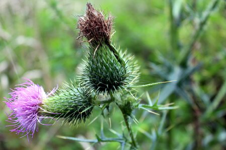 Thistle flower spikes weed photo