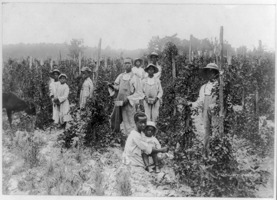 Dewberry pickers, near Southern Pines, N.C. LCCN2012646436
