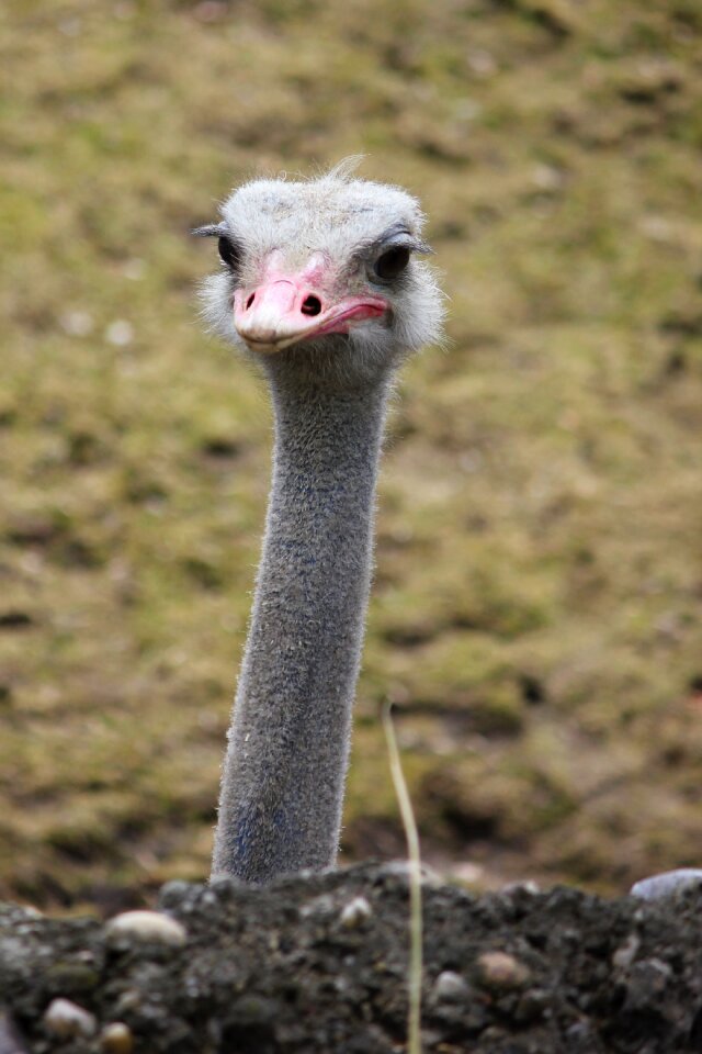 Animal world animal bird