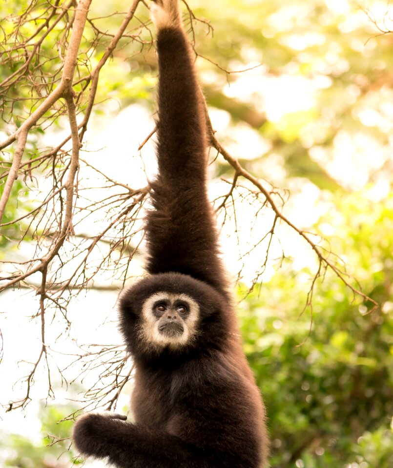 Wildlife mammal baboon