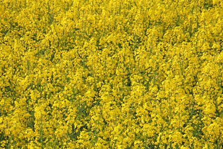 Yellow nature blossom photo