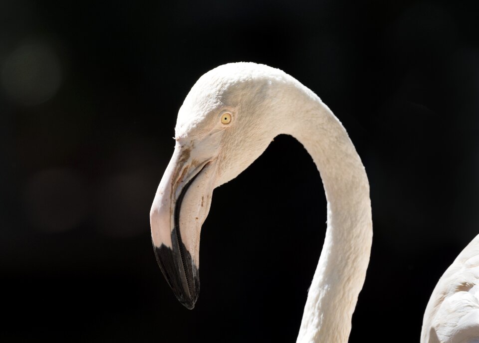 White animal nature