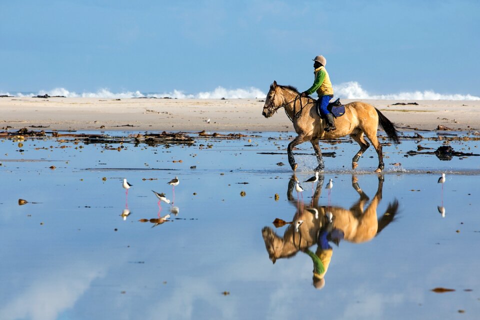 Horse sport reflection