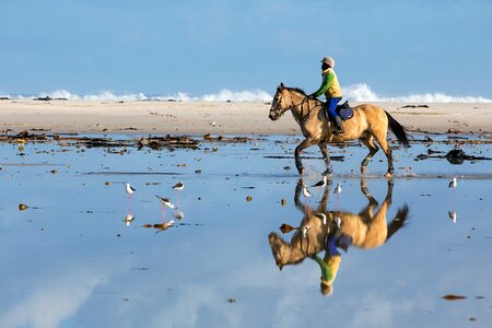 Horse sport reflection