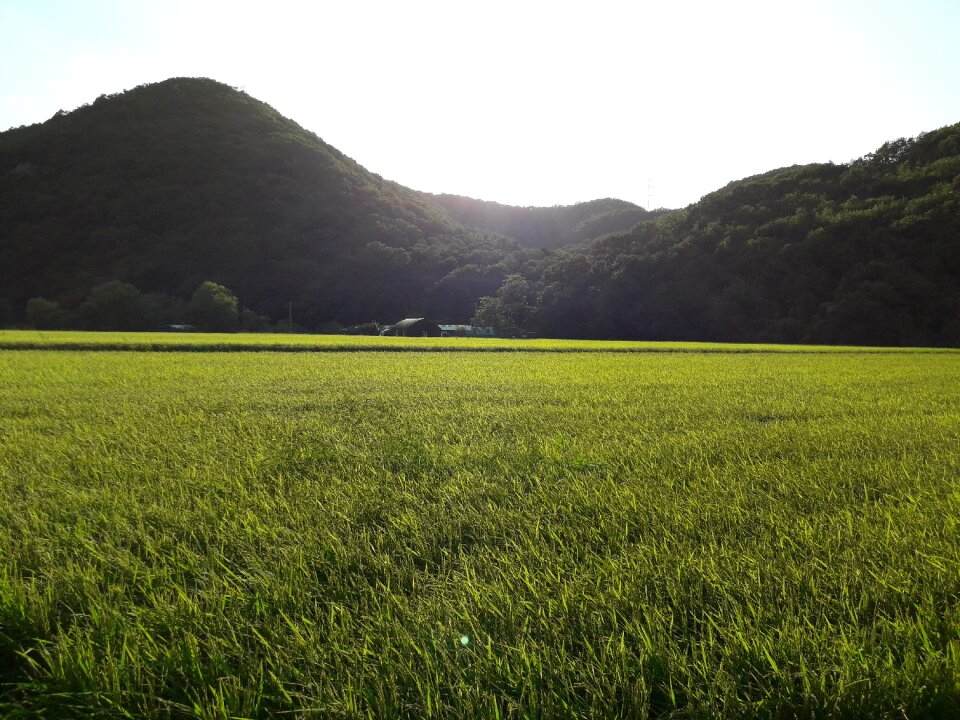 Country rice farming