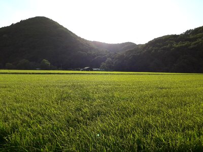 Country rice farming photo
