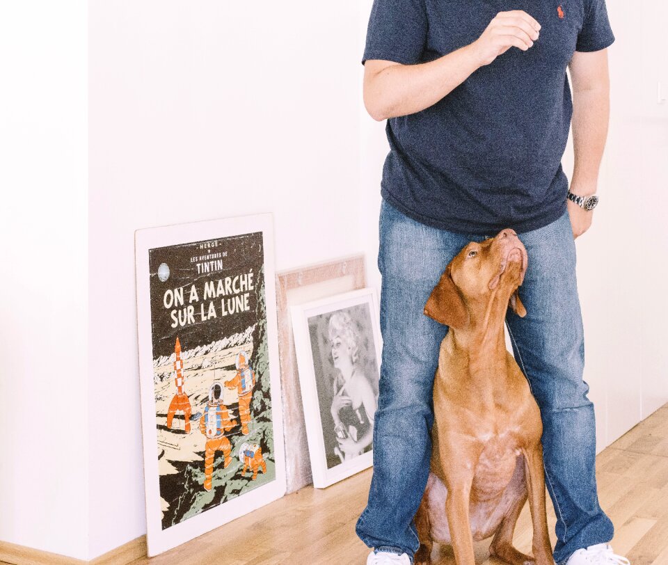 Cute animal posters