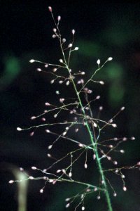 Dichanthelium acuminatum NRCS-1