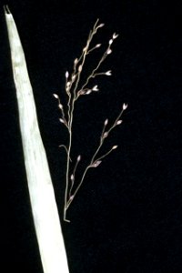 Dichanthelium scabriusculum NRCS-1
