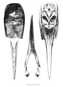 Dichoceros bicornis 219