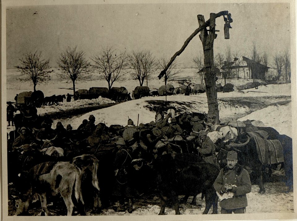 Dichtes Gedränge von Büffeln und Ochsen einer Batterie bei einer Tränke an der Straße nach Focsani. (BildID 15545140)