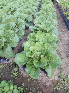 Nature fruit agriculture